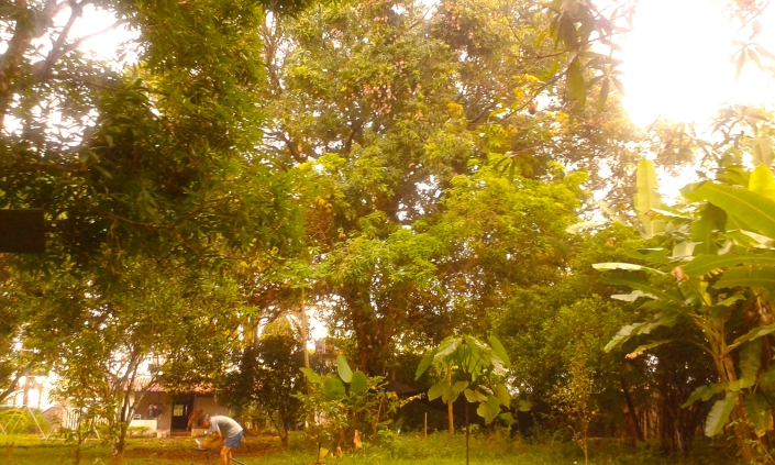 Permacultura, Villavicencio Mango secolare